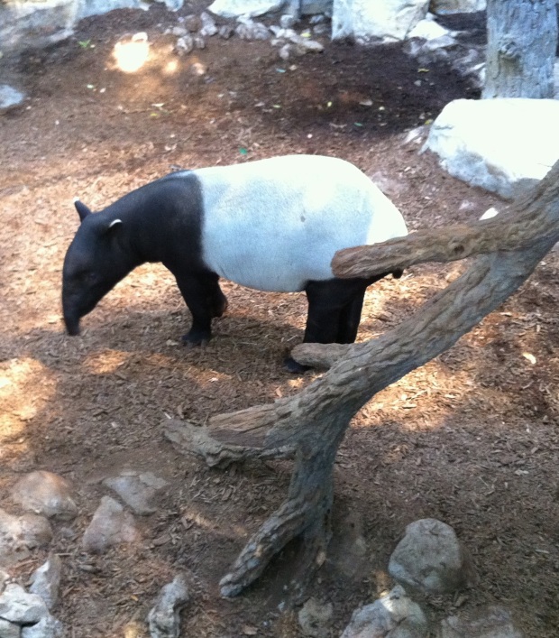 Still on the Tropics Trail, I saw this new-to-me creature.  He's a tapir.