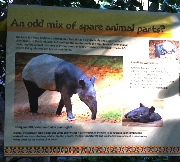 26_tapir description
