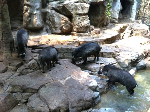 A group of warthogs that were mellow (versus aggressive).