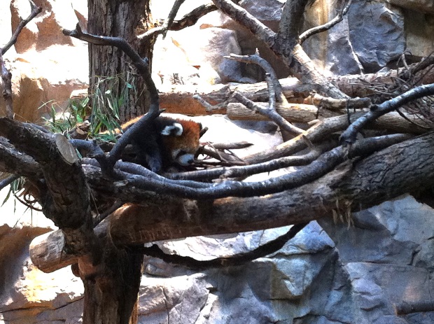This panda looked like a stuffed animal.  Seriously, s/he looked almost "not real".  