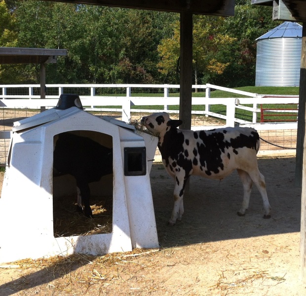 The white structure is a mini-barn for the baby cows to rest in; like a dog house, but for cows.  If you look VERY closely, you might be able to see a black baby cow resting inside.