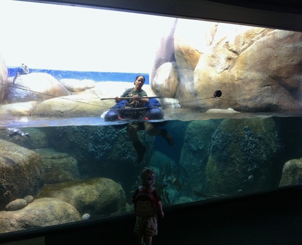 A human 'on display' amid the penguins!