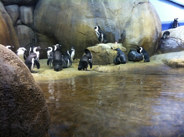 The rest of the penguin crew.