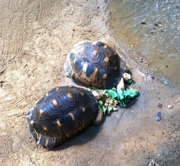 Watching these tortoises eat broccoli was wonderful.  These two guys were very calm, yet very persistent.  Seeing their little mouths go 'chomp, chomp, chomp' honestly felt meditative.  And, I loved that these guys were eating the same veggies that humans eat.  Interconnectedness, I'm tellin' ya...