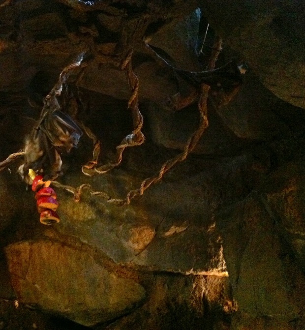 These are bats feeding on apples.  (I know the animals are probably difficult to see in this image; since their cave was so dark, this was the best that I could do.)   Watching these bats feed and interact with one another was interesting - but also creepy, I'm not gonna lie.  Bats were always my LEAST favorite part of spelunking.