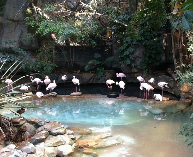 This small section of the zoo literally looked like an oasis.  So pretty.
