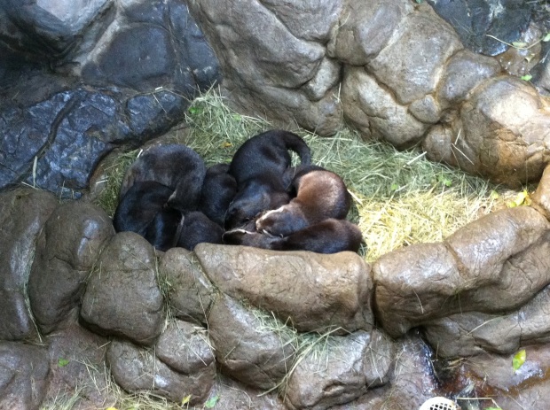 A group of otter pups all huddled together.  Awwww….