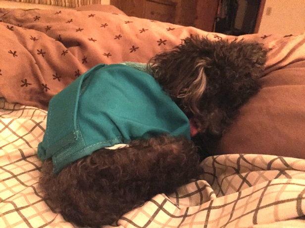 Our little old pup, sleeping in our bed, wearing his diaper.  Oh, buddy.